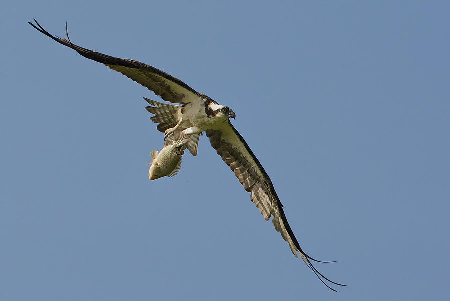 Osprey Photograph - Osprey And Catch by Ray Cooper