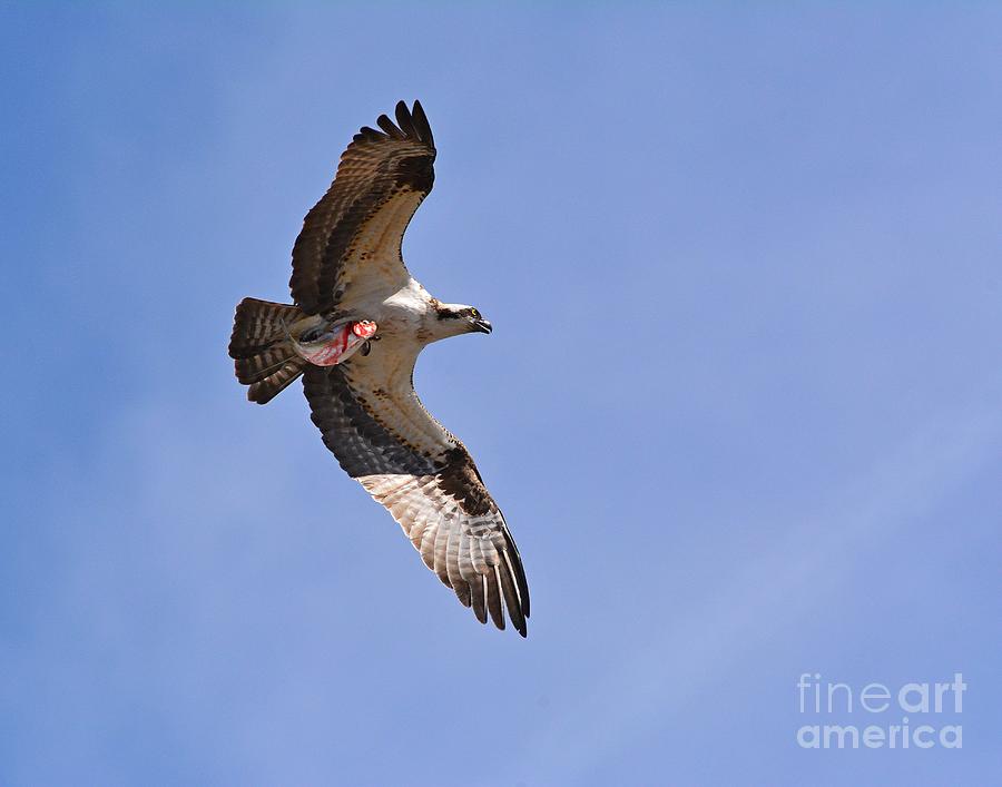 Osprey and Fish Photograph by Steve Brown