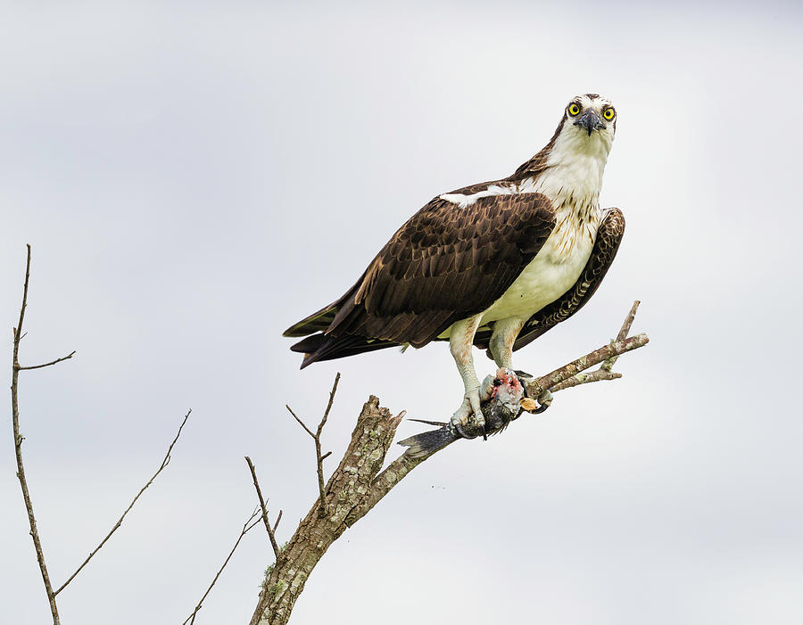 Osprey and Prey Photograph by Fran Gallogly