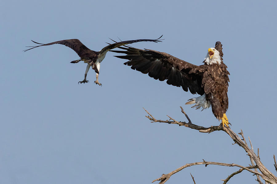 osprey bald eagles