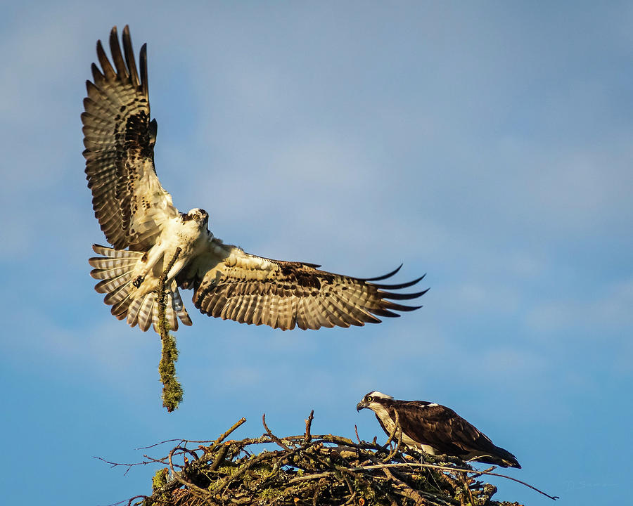 osprey nest building