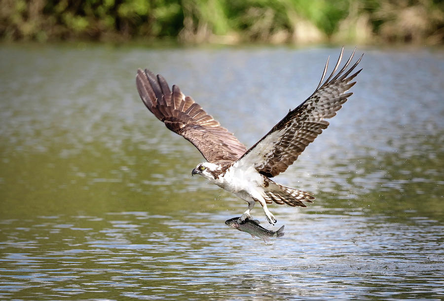 osprey with fish