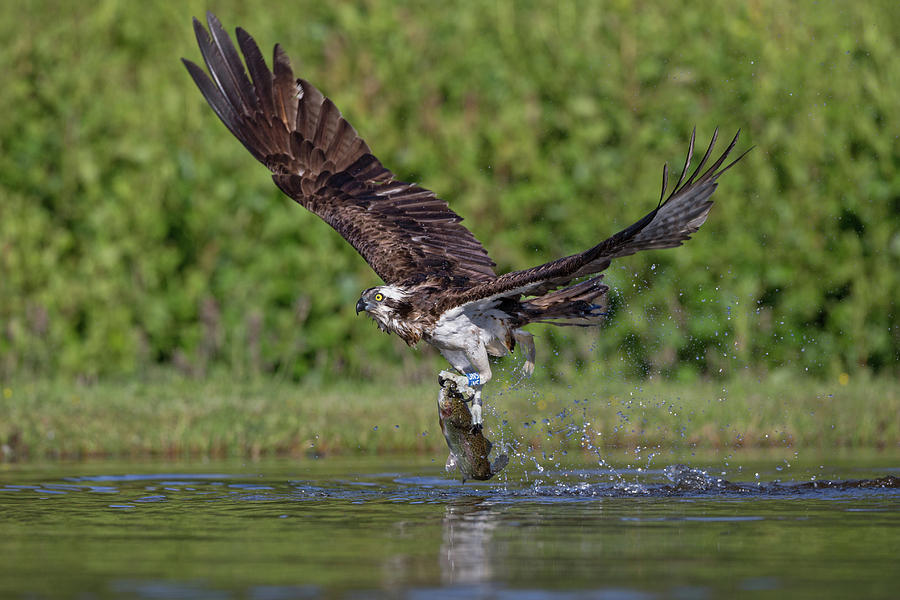 Osprey Carrying Fish Away Photograph by Pete Walkden