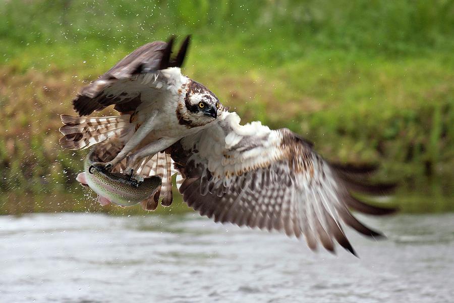 Eagle Digital Art - Osprey Catching Fish by Luigi Piccirillo