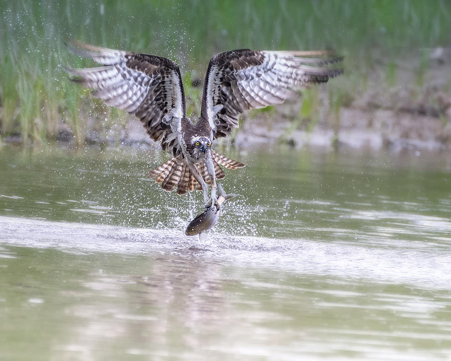 Nature Photograph - Osprey Catching by Ti Wang