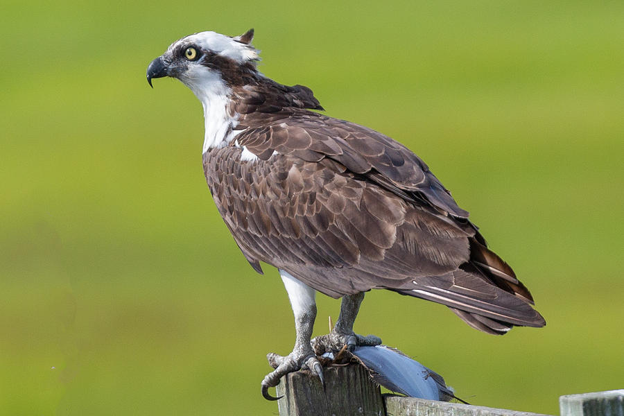 Osprey by Charles Aitken Osprey by Charles Aitken