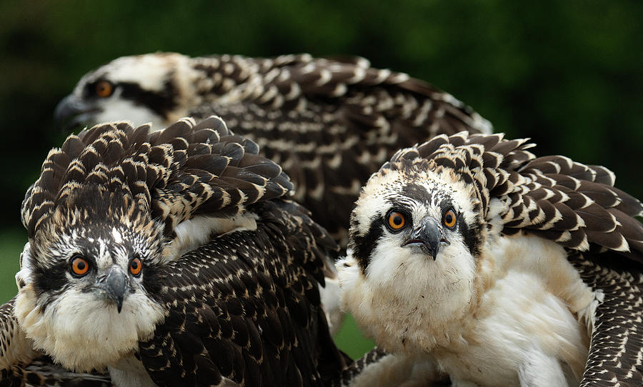 Osprey Chicks Photograph by Dennis Kowalewski