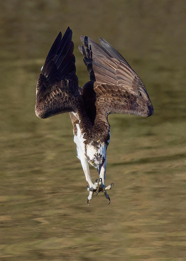 Osprey Dive Photograph by Johnny Chen - Fine Art America