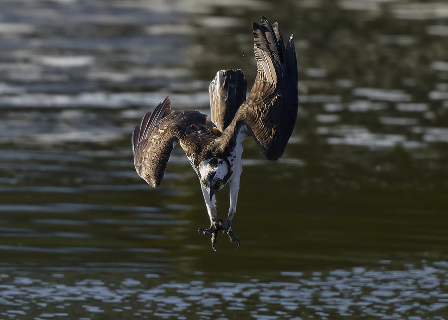 Eagle Photograph - Osprey Diving by Johnny Chen