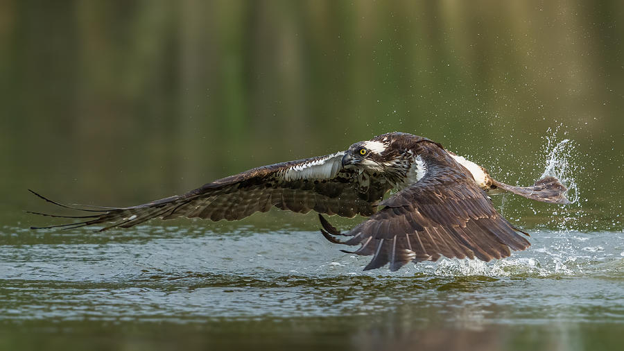 Osprey Photograph - Osprey by Donald Luo