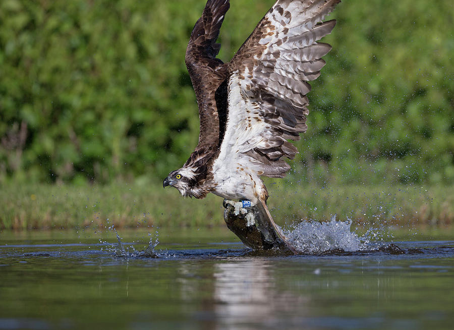 Osprey Dragging Fish Photograph by Pete Walkden