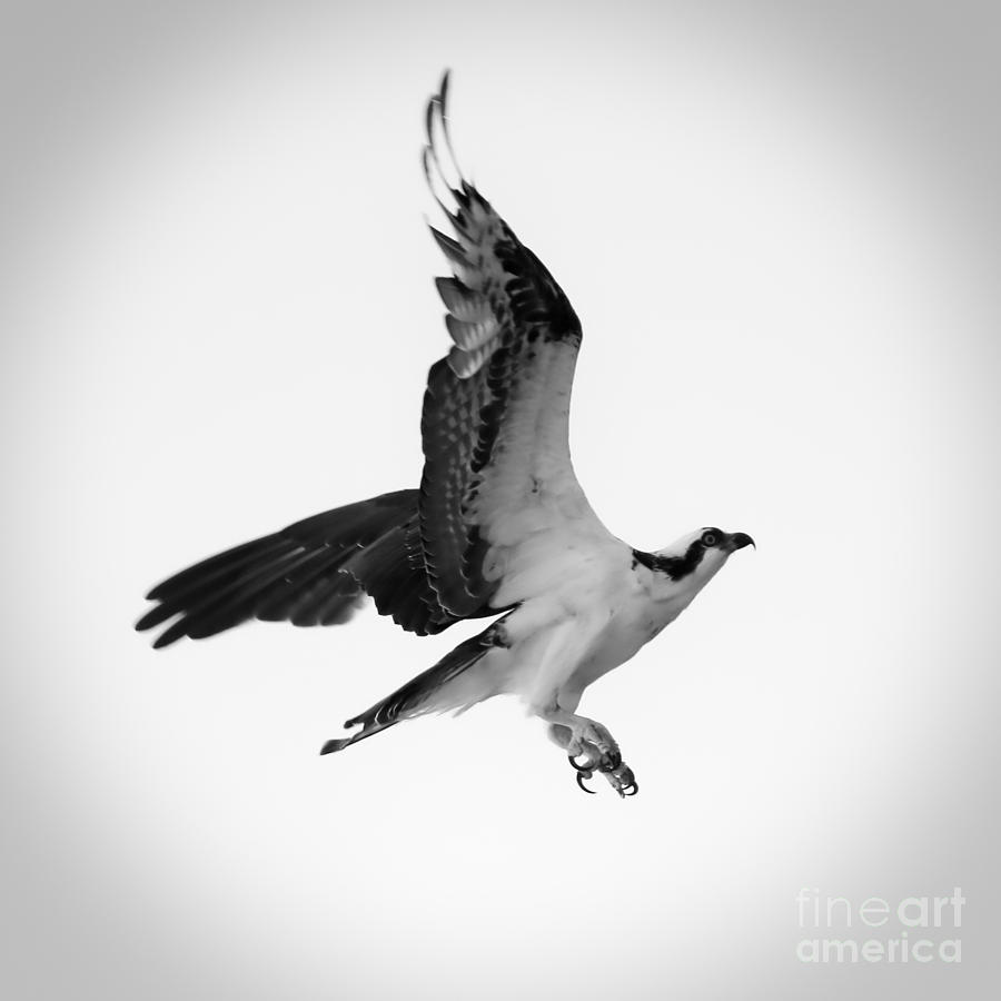 Osprey Drama Black and White Square Photograph by Carol Groenen