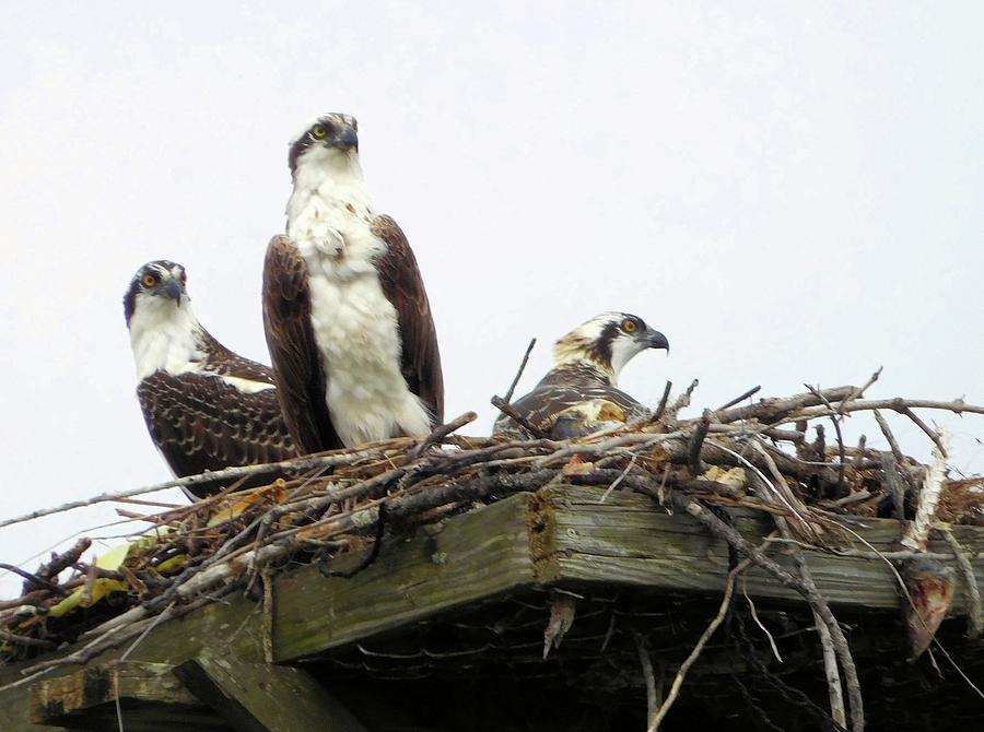 Osprey Family Photograph by Karen Stansberry
