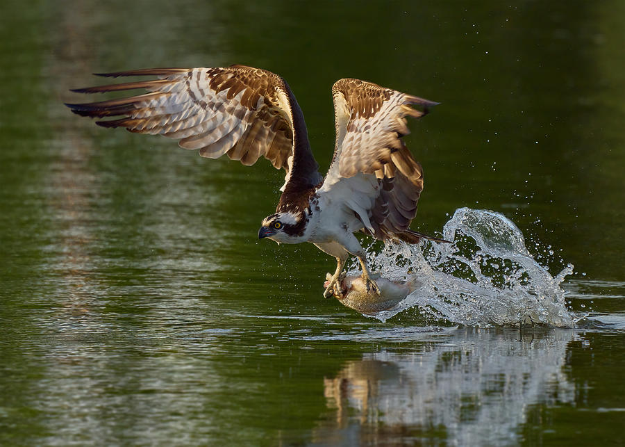 Osprey Fishing Photograph by Johnny Chen