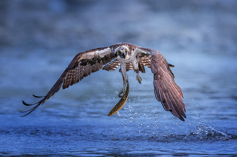 Osprey Fishing Photograph by Tao Huang