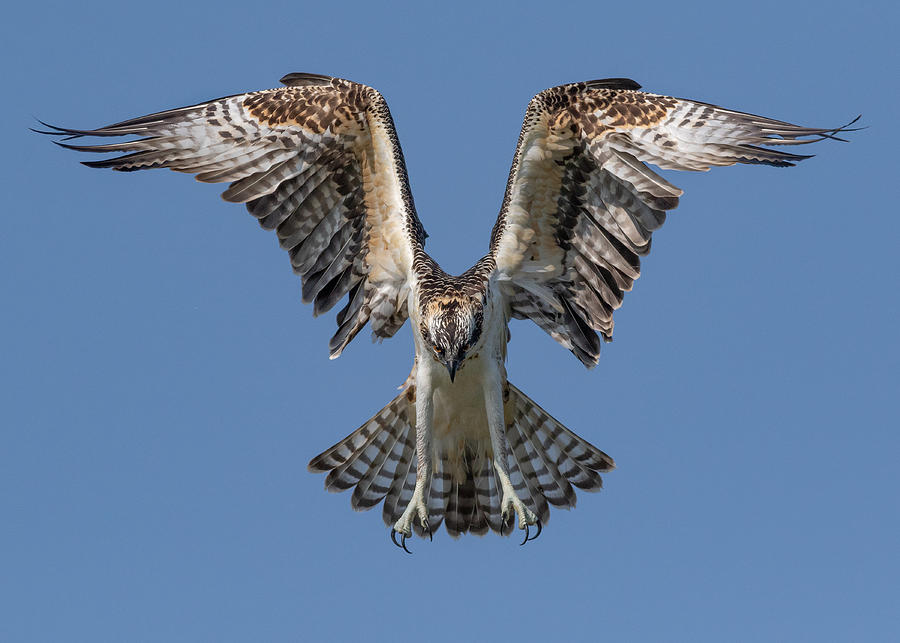 Osprey Fledgling First Flight Photograph by Steven Rossi