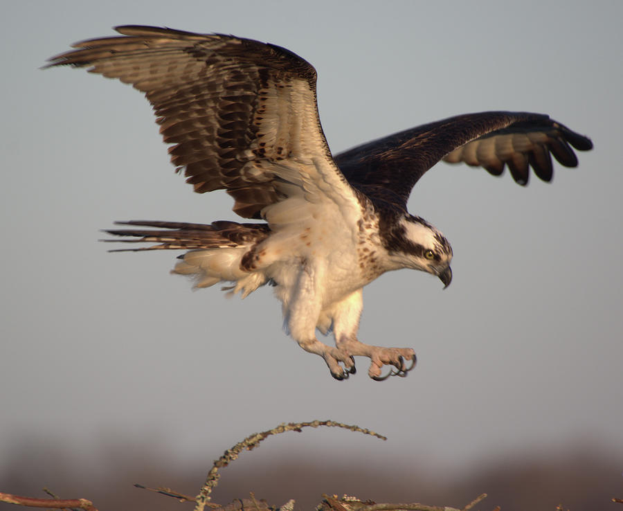 Osprey Flight 2 by Buddy Scott Osprey Flight 2 by Buddy Scott