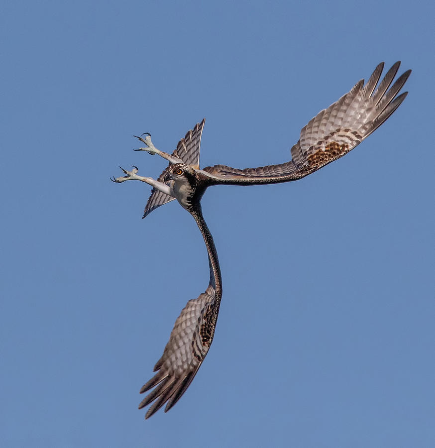 Osprey Flip Photograph by Beth Sargent