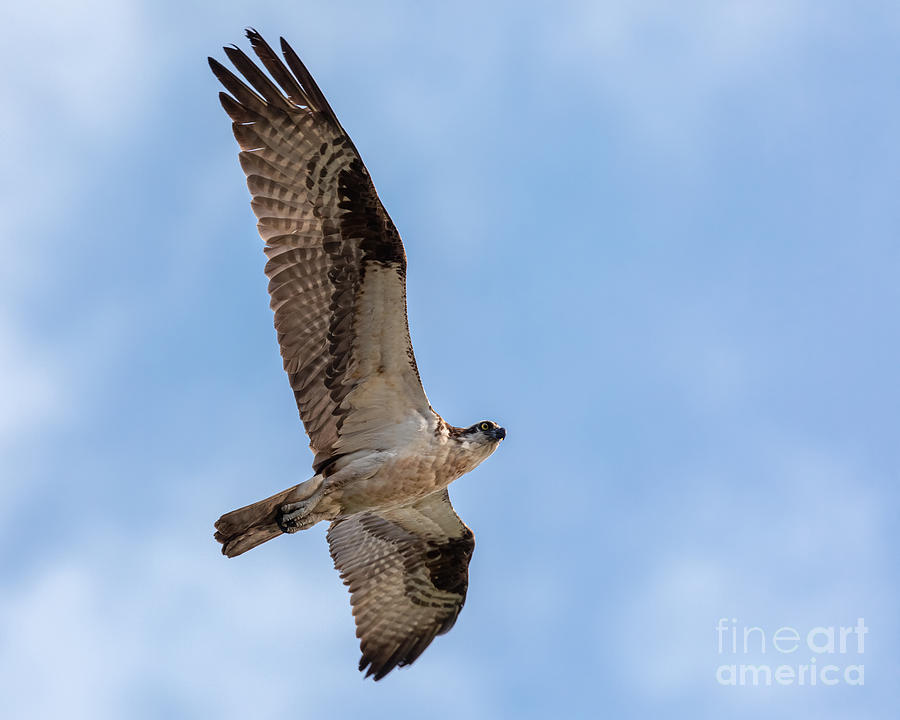 Osprey Flyby Photograph by Alma Danison