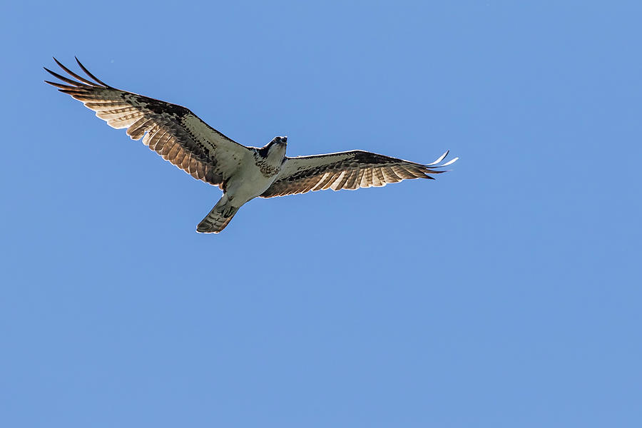 Osprey Flying Against a Blue Sky by Belinda Greb Osprey Flying Against a Blue Sky by Belinda Greb