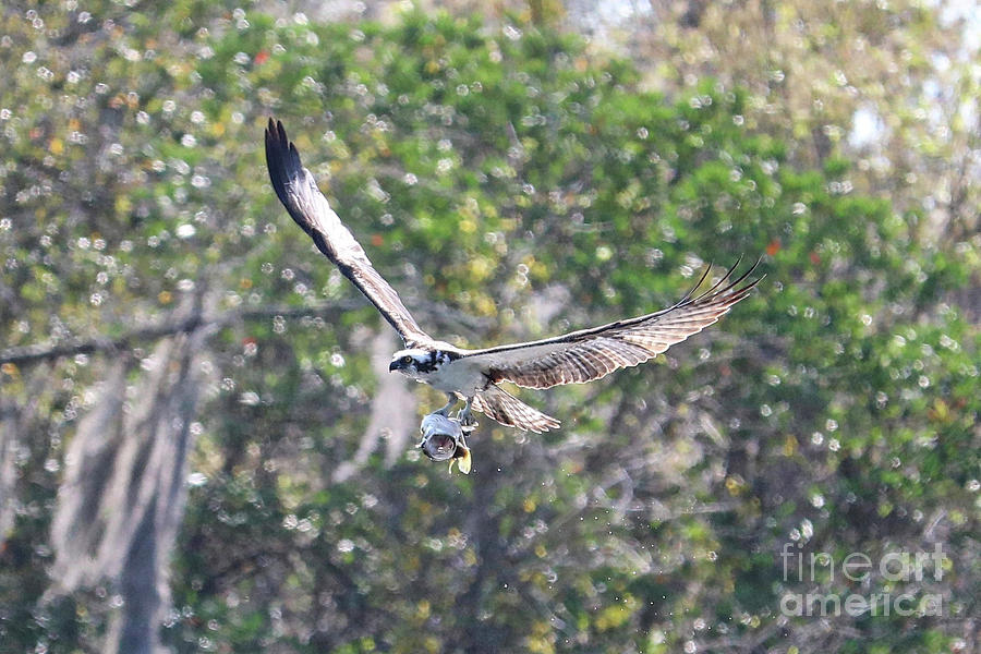 Osprey Flying by with Fish Photograph by Carol Groenen