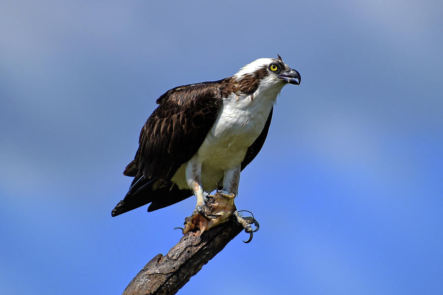 Osprey Photograph by Glenn Hultgren - Fine Art America