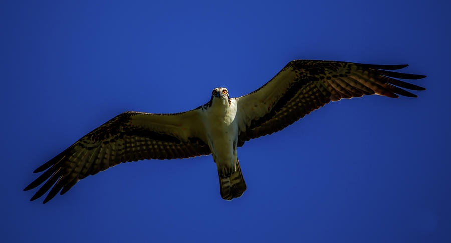 Osprey Glide in Blue by Kevin Banker Osprey Glide in Blue by Kevin Banker
