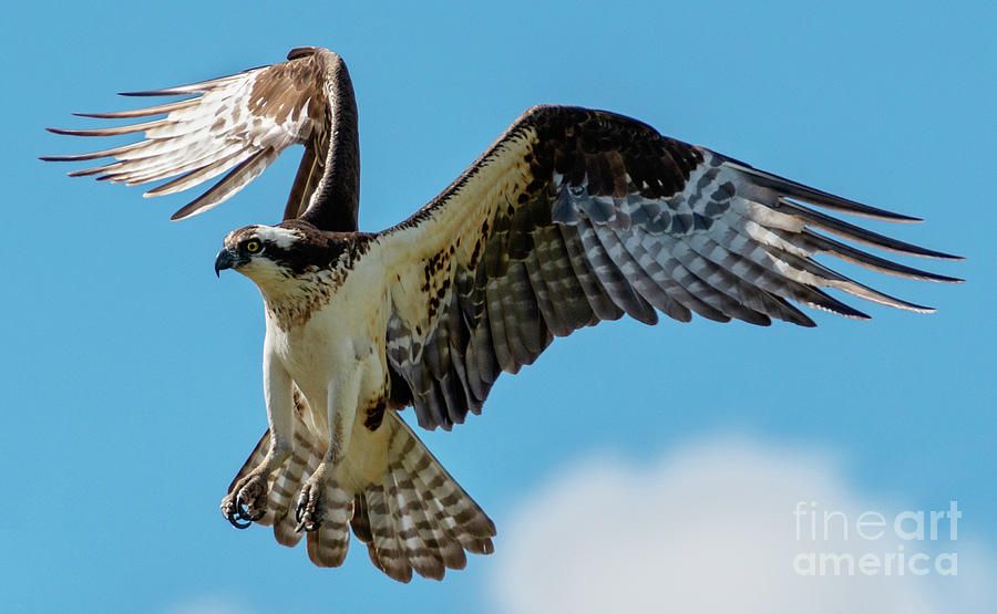 Osprey Hover Photograph
