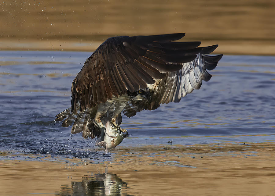 Wildlife Photograph - Osprey Hunting by Johnny Chen
