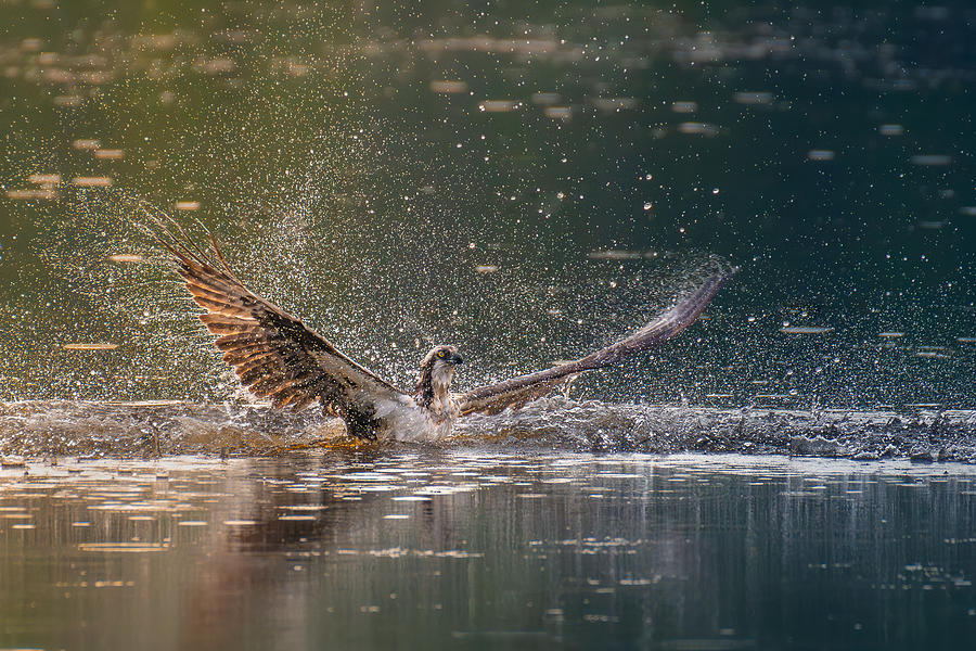 Osprey In Action Photograph by Abhinav Sharma