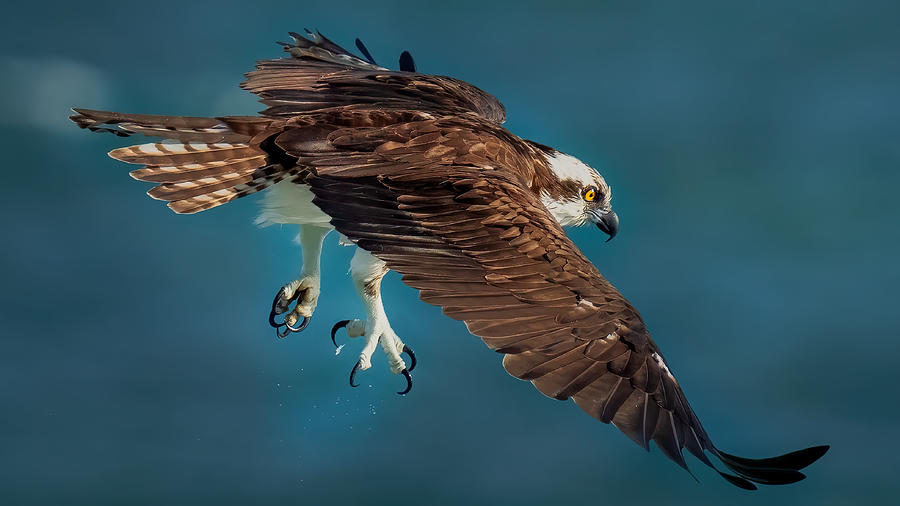 Osprey In Action Photograph by Hanping Xiao - Fine Art America