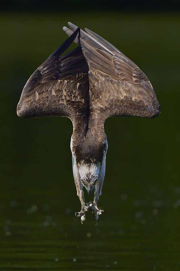 Osprey In Action Photograph by Johnny Chen