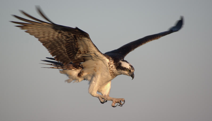 Osprey in flight by Buddy Scott Osprey in flight by Buddy Scott