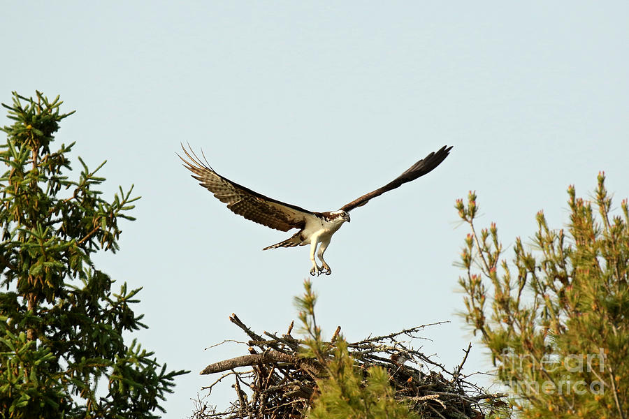 Osprey in flight Photograph by Heather King