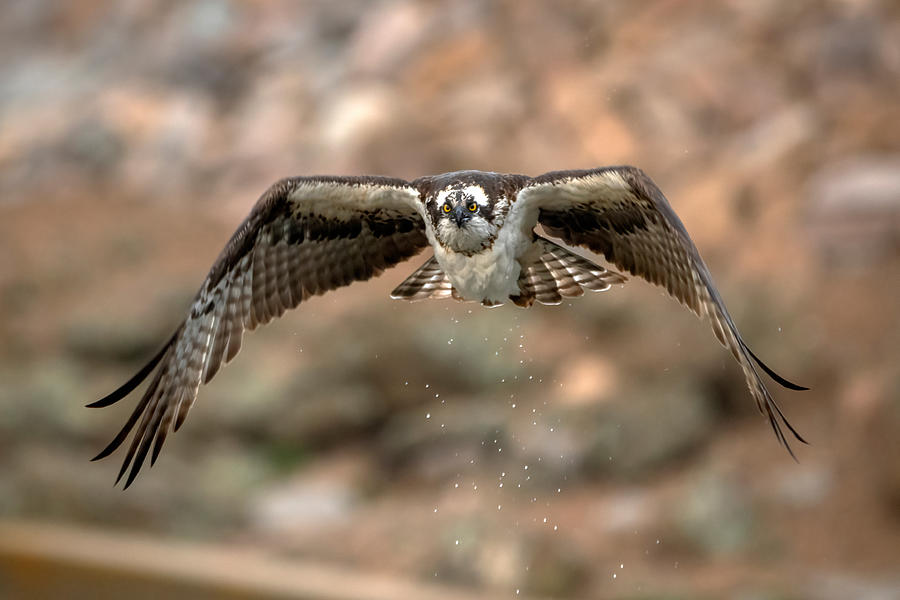 Osprey Photograph - Osprey In Flight by Jian Xu