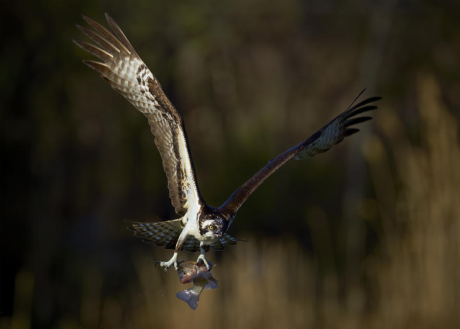 Osprey In Flight Photograph by Johnny Chen