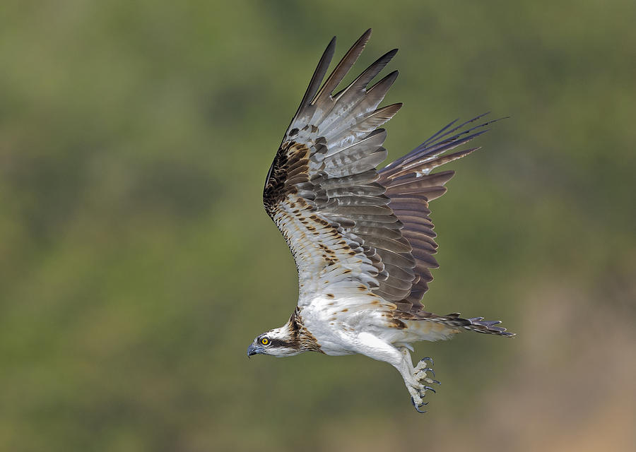 Osprey Photograph - Osprey In Flight by Shlomo Waldmann