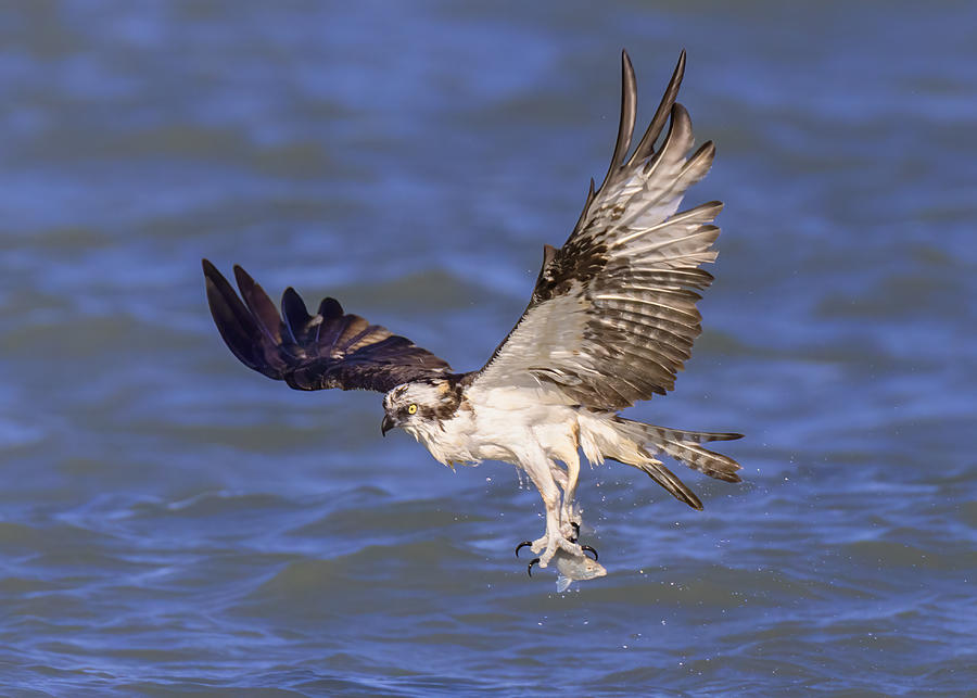 Osprey In Flight Photograph by Zeren Gu