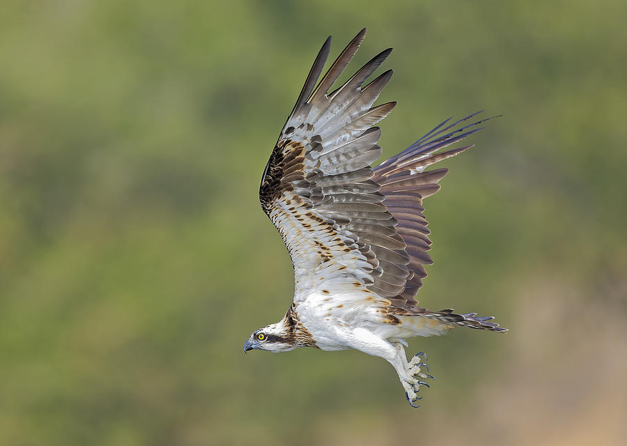 Osprey In Hunting Photograph by Shlomo Waldmann