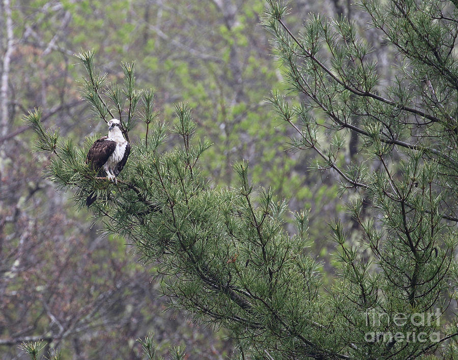 Osprey in Pine Tree 6161 Photograph by Jack Schultz
