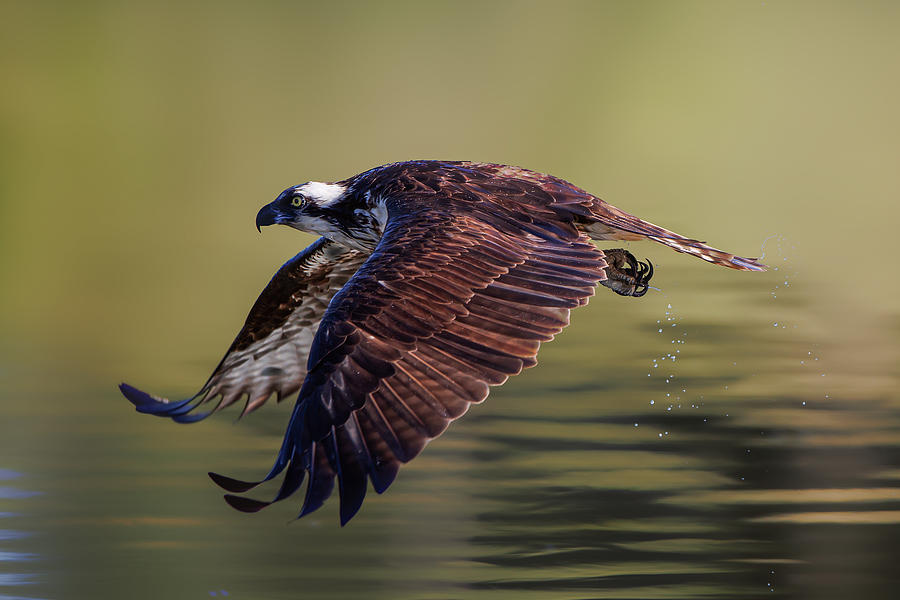 Osprey In The Morning Light Photograph by Davidhx Chen