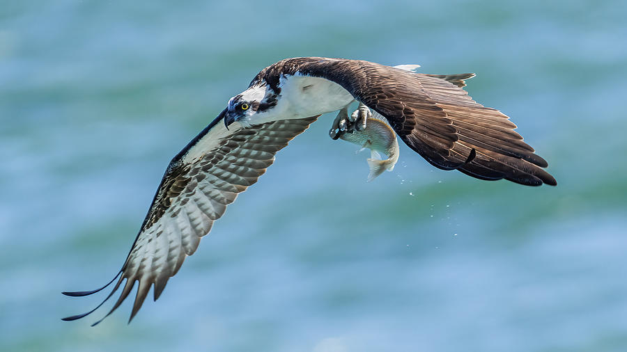 Wildlife Photograph - Osprey by James Cai