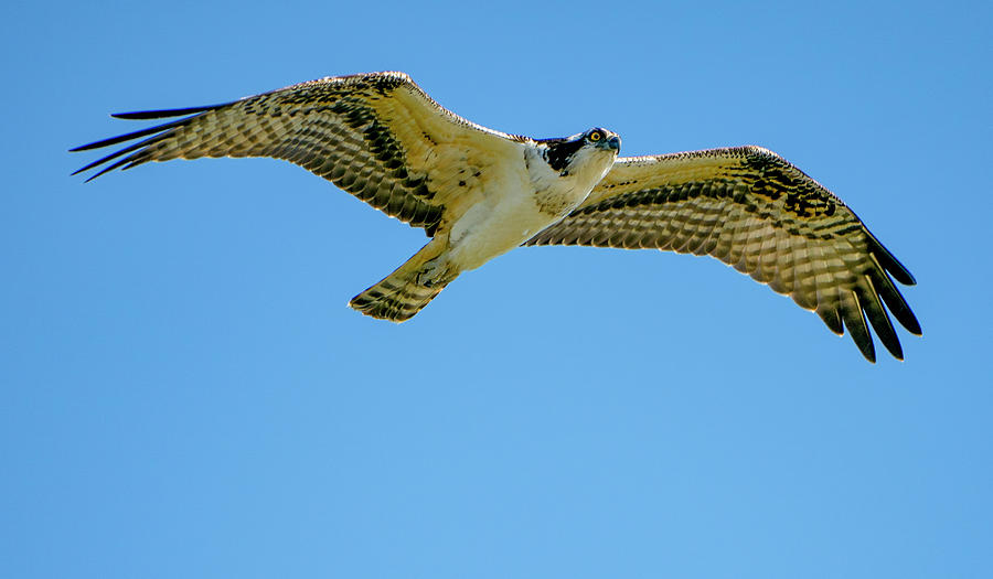 Osprey Photograph by Jean-Louis Eck - Fine Art America