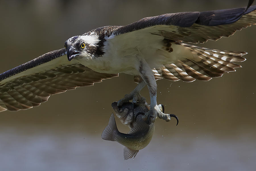 Eagle Photograph - Osprey by Johnny Chen