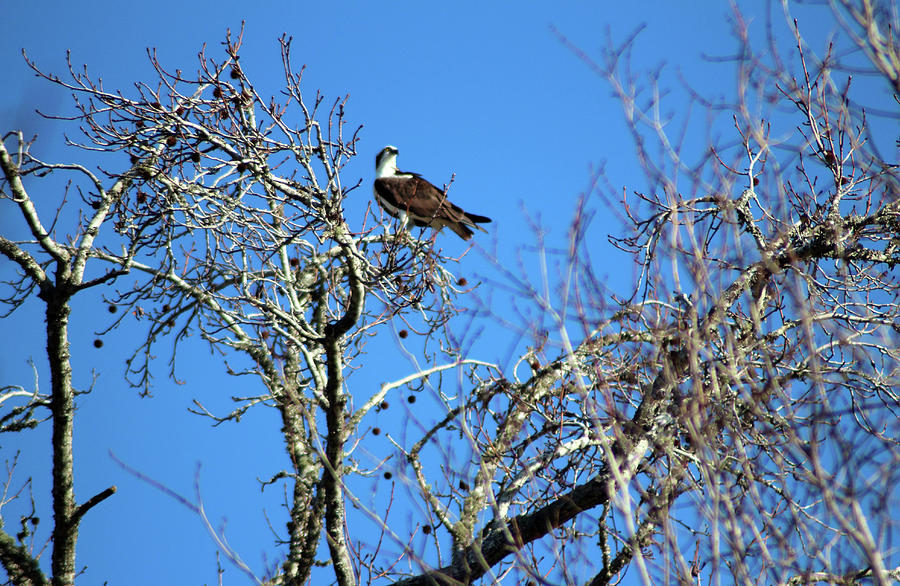 Osprey Keeps Watch Photograph by Cynthia Guinn