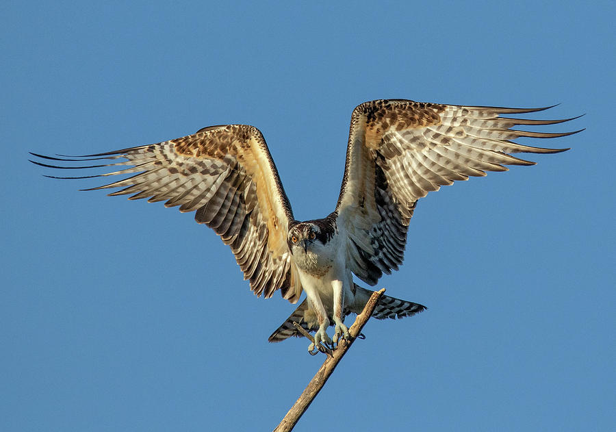 Osprey Landing Photograph by Beth Sargent