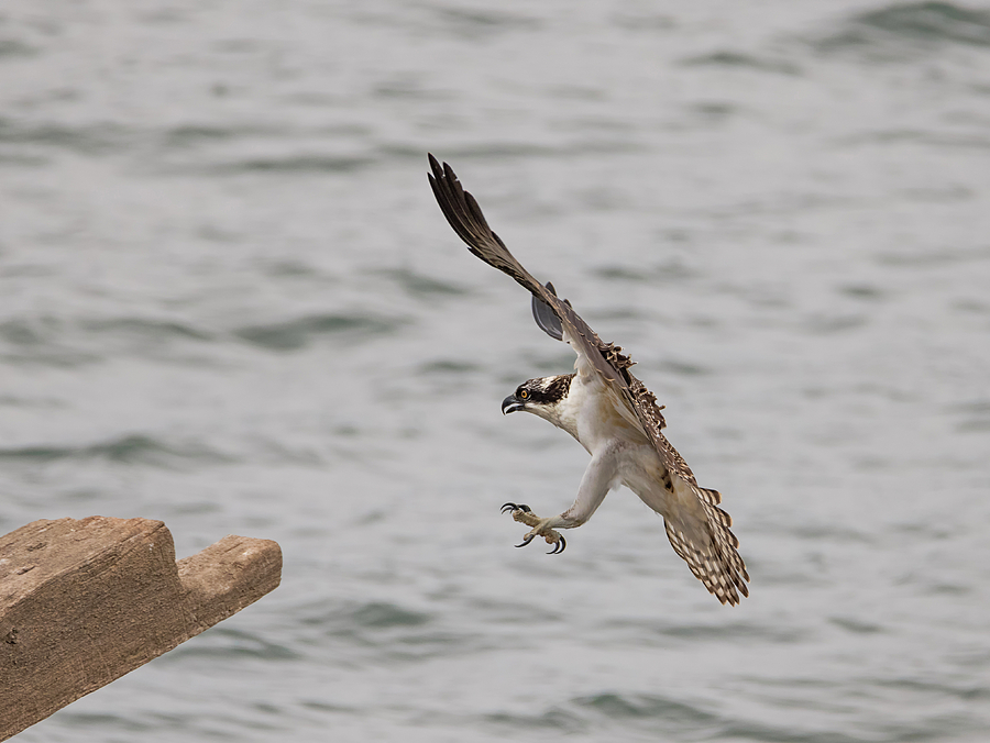 Osprey Landing Photograph by Loree Johnson