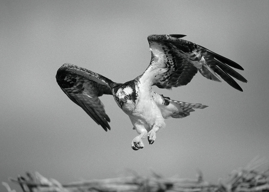 Osprey Landing Photograph by Tim Fitzharris