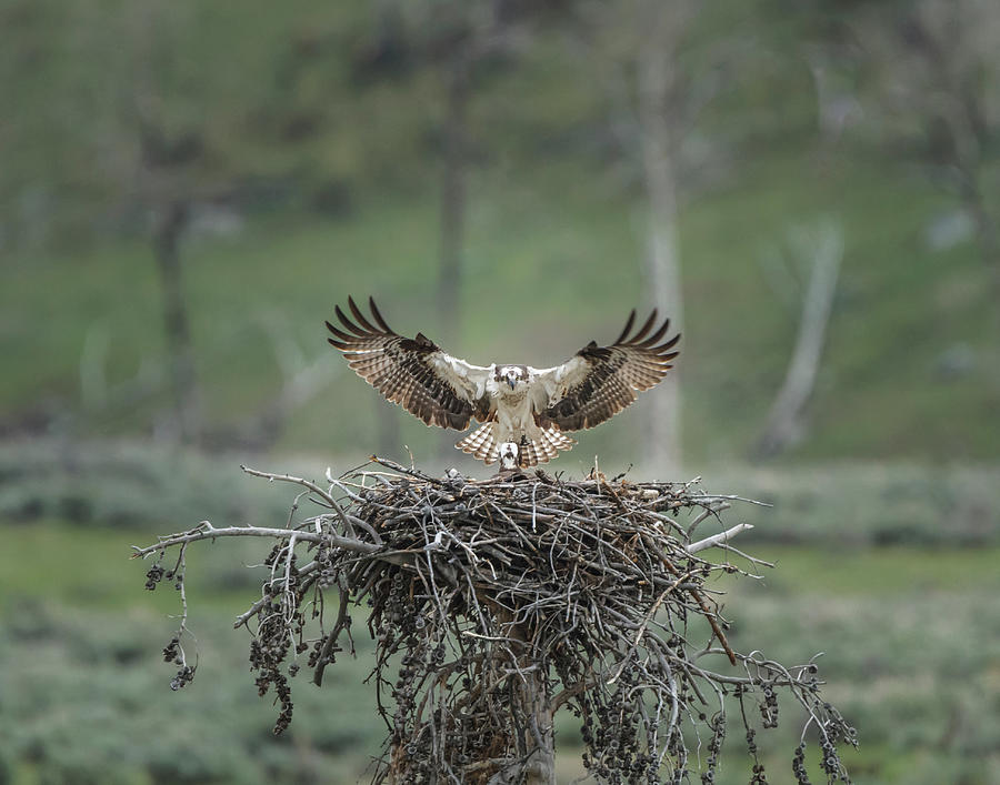 Osprey Lands On Nest With Chick Photograph by Galloimages Online