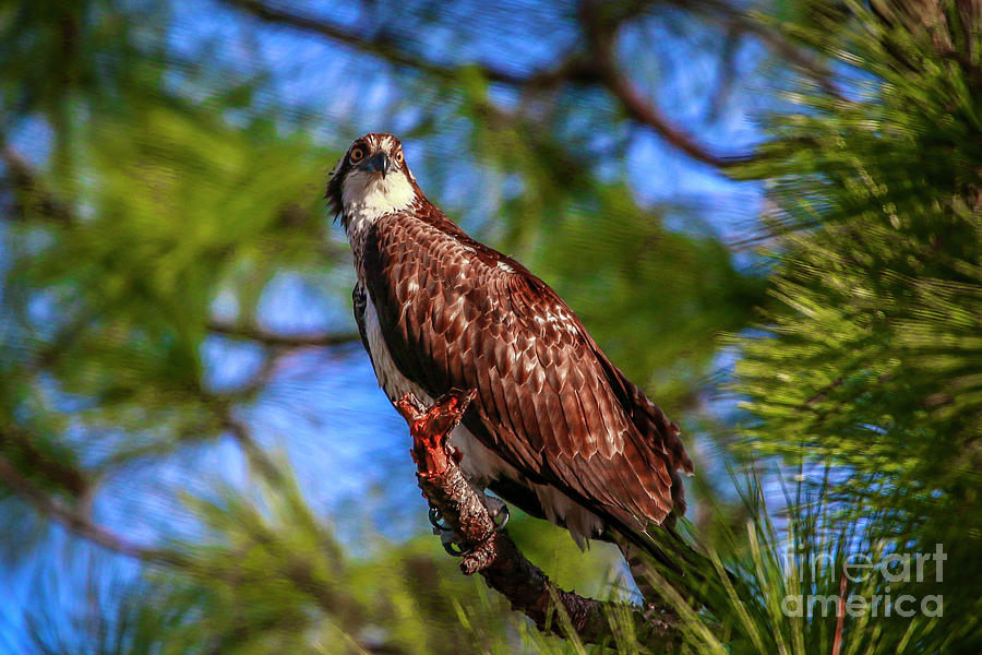 Osprey Lookin' at Ya by Tom Claud Osprey Lookin' at Ya by Tom Claud